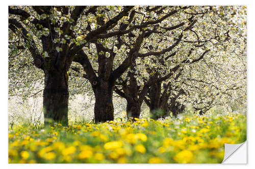 Wall sticker Cherry blossom in the Black Forest