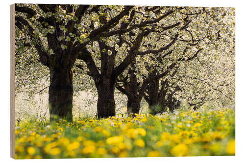 Holzbild Kirschblüte im Schwarzwald