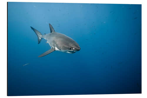 Aluminium print Great white shark I