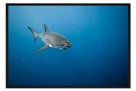 Gerahmter Kunstdruck Großer weißer Hai I