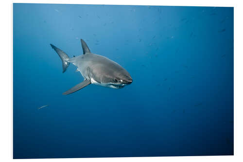 Foam board print Great white shark I