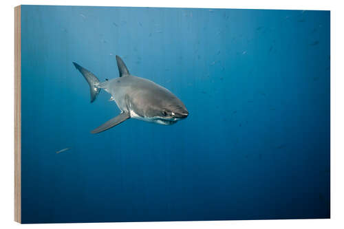 Wood print Great white shark I