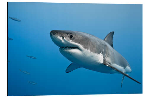 Alumiinitaulu Great White Shark II