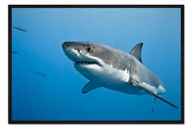 Gerahmter Kunstdruck Großer weißer Hai II