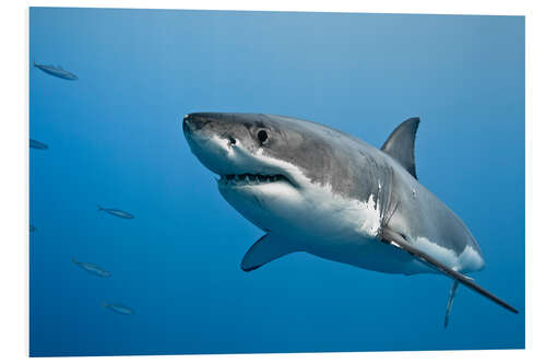 Foam board print Great white shark II