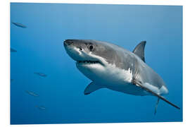 Foam board print Great white shark II