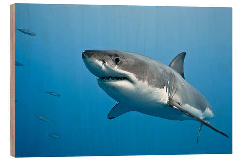 Puutaulu Great White Shark II