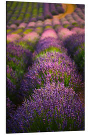 Cuadro de aluminio Campo de lavanda I