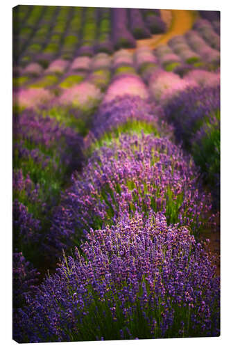 Canvas print Lavender field I