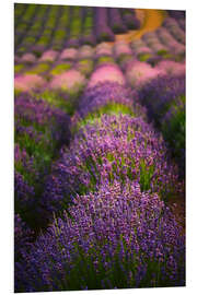 Bilde på skumplate Lavender field I