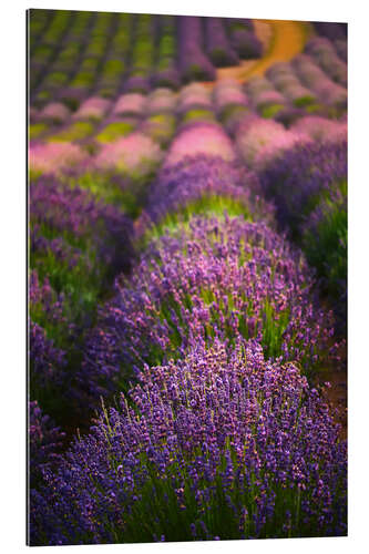 Galleritryck Lavender field I