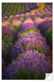 Adesivo murale Campo di lavanda I