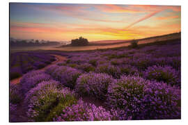 Aluminiumtavla Lavender field in the morning