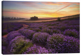 Leinwandbild  Lavendelfeld am Morgen - Rafal Kaniszewski