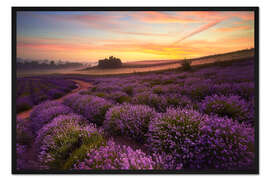 Gerahmter Kunstdruck Lavendelfeld am Morgen