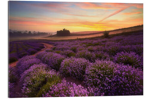 Quadro em plexi-alumínio Campo de lavanda pela manhã