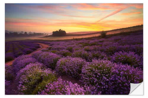 Selvklebende plakat Lavender field in the morning