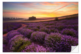 Naklejka na ścianę Lavender field in the morning