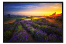 Gerahmter Kunstdruck Sonnenaufgang auf dem Lavendelfeld