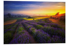 Foam board print Sunrise on the lavender field