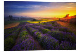 Magnettafel Sonnenaufgang auf dem Lavendelfeld