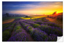 Wall sticker Sunrise on the lavender field