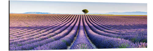 Tableau en aluminium Tree in the distance, Provence