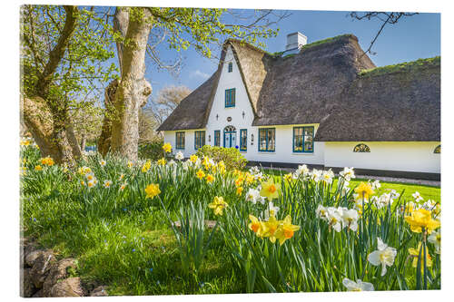 Acrylglasbild Friesenhaus im Frühling, Sylt