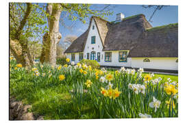 Aluminiumtavla Friesenhaus in spring, Sylt