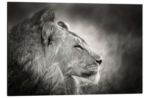 Aluminium print Portrait of the king