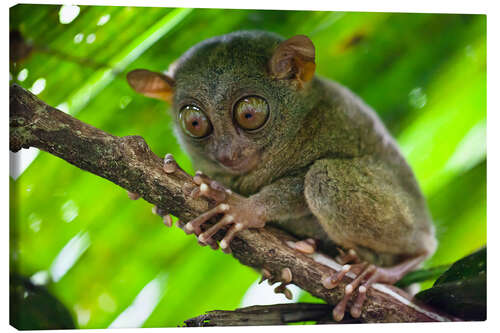 Canvastavla Cute Tarsier