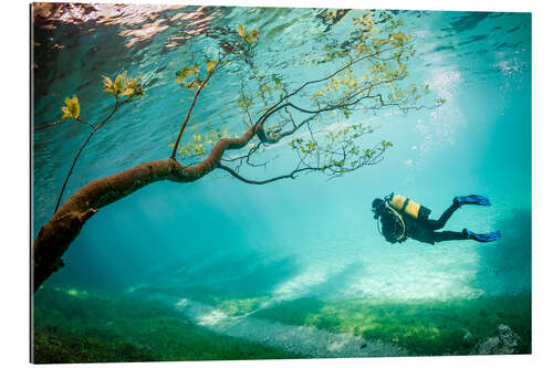 Galleritryck Diver In Magic Kingdom