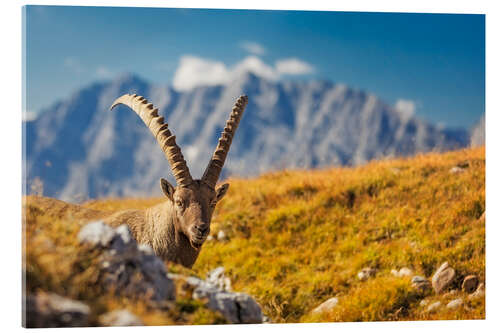 Acrylic print Capricorn in front of Watzmann