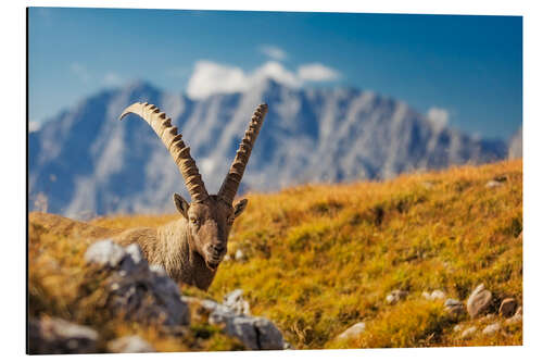 Aluminium print Capricorn in front of Watzmann