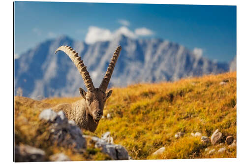 Galleriprint Capricorn in front of Watzmann