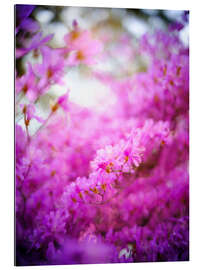 Tableau en plexi-alu Rhododendron en fleurs