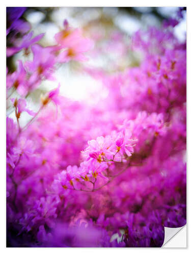 Wall sticker Flowering rhododendron