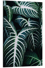 Aluminium print Jungle 2