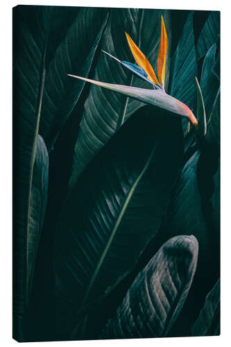 Canvas print Bird of paradise