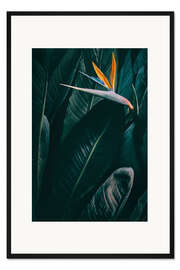 Gerahmter Kunstdruck Paradiesvogel