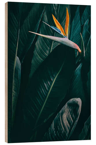 Trätavla Bird of paradise