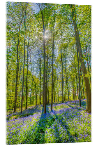 Acrylic print Blue Flowers Forest III