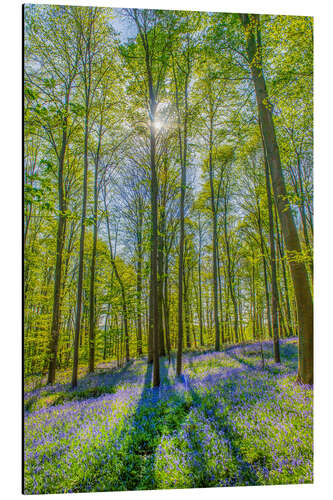 Cuadro de aluminio Bosque de flores azules III