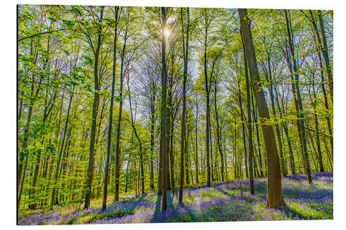 Alubild Wald der Blauen Blumen II