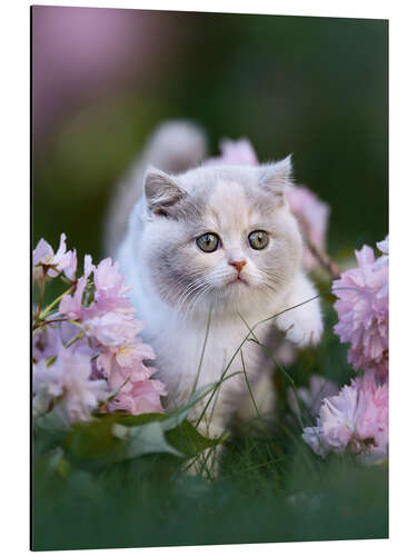 Aluminium print Kitten on a flower meadow