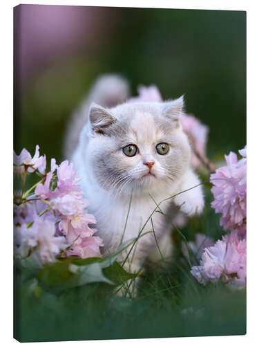 Canvas print Kitten on a flower meadow