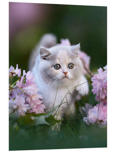 Foam board print Kitten on a flower meadow