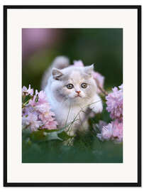 Gerahmter Kunstdruck Kätzchen auf einer Blumenwiese