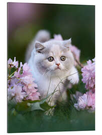 Gallery print Kitten on a flower meadow