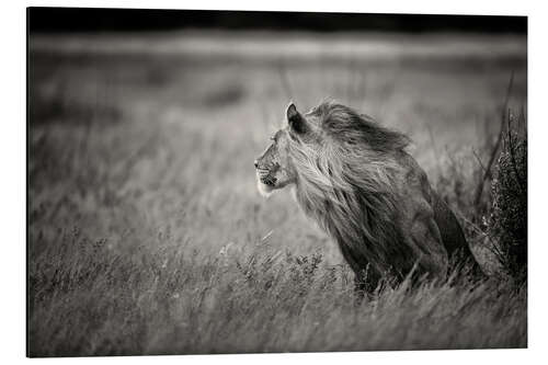 Aluminium print Against the wind